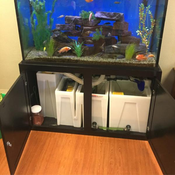 Aquarium Photo Gallery | Custom Aquariums