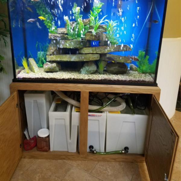 Aquarium Photo Gallery | Custom Aquariums