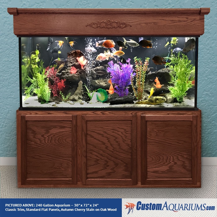 Những hình ảnh đầy màu sắc về hồ cá kính 240 gallon tuỳ chỉnh sẽ khiến bạn say mê, với sự trang trí tinh tế và thành phần cá đa dạng và sống động.
