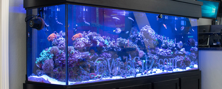 optellen Vertrek naar milieu All Aquarium Standard Sizes - Custom Aquariums