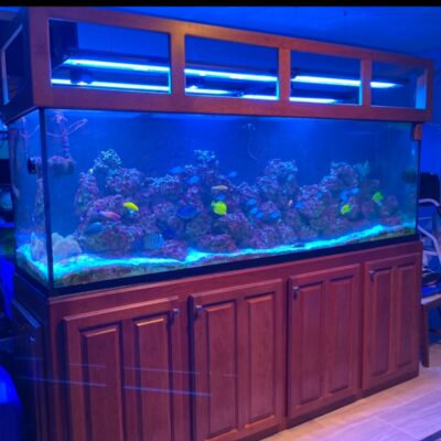 Saltwater Aquariums - Saltwater Fish Tanks - Custom Aquariums