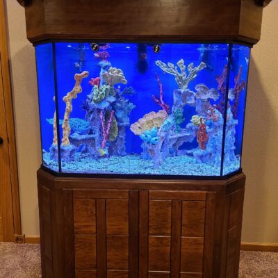 Saltwater Aquariums - Saltwater Fish Tanks - Custom Aquariums